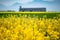 Rapeseed or oilseed canola harvest with agriculture silo in