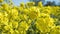 Rapeseed oilseed rape in full bloom