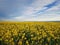 Rapeseed open field. Land with yellow canola flowers. Spring farmland seasonal blooming