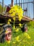 rapeseed plant in front of a trailer