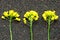 Rapeseed plant with yellow flowers and seeds. Yellow mustard plant. Canola seeds and fresh canola flowers. Rapeseed