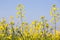 Rapeseed plants