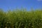 Rapeseed plants with green rape pods, also called Brassica napus