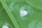 Rapeseed plants with pest Cabbage Whitefly Aleyrodes proletella adults and larvae, nymphs on the underside of the leaf.