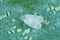 Rapeseed plants with pest Cabbage Whitefly Aleyrodes proletella adults and larvae, nymphs on the underside of the leaf.