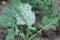 Rapeseed plants with pest Cabbage Whitefly Aleyrodes proletella adults and larvae, nymphs on the underside of the leaf.