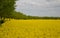 Rapeseed rape is an annual or biennial crop, grown for oilseeds, used mainly for the production of oilseed rape in the background