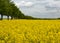 Rapeseed rape is an annual or biennial crop, grown for oilseeds, used mainly for the production of oilseed rape in the background