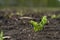 Rapeseed sprout exit from soil macro, new life