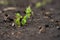 Rapeseed sprout exit from soil macro, new life