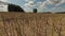 Rapeseed stubble on field  and clouds motion, time lapse