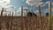 Rapeseed stubble on field after harvesting and clouds, time lapse