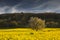 Rapeseed tree