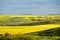 Rapeseed & Wheat Fields