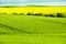 Rapeseed & Wheat Fields