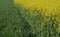 Rapeseed and wheat plants field