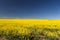 Rapeseed yellow endless field with blue sky