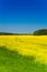 Rapeseed yellow field