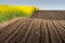 Rapeseed yellow field