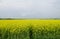 Rapeseed yellow field