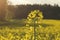 Rapeseed yellow field