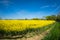 Rapeseed a yellow flower that when procecesed turns into a fuel