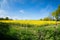 Rapeseed a yellow flower that when procecesed turns into a fuel