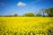 Rapeseed a yellow flower that when procecesed turns into a fuel