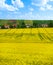 Rapeseed yellow flowers field