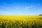 Rapeseeds field. Beatiful growing canola close-up. Oil rapeseeds flowers. Beautiful landscape of blooming rapeseeds.