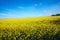 Rapeseeds field. Beatiful growing canola close-up. Oil rapeseeds flowers. Beautiful landscape of blooming rapeseeds.