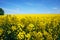 Rapeseeds field. Beatiful growing canola close-up. Oil rapeseeds flowers. Beautiful landscape of blooming rapeseeds.