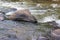 A rapid in Chania River