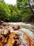 The rapid flow of the river in the forest. Wild creek with turbulent water. The rapid river between rocks and forest in Patagonia