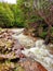 The rapid flow of the river in the forest. Wild creek with turbulent water. The rapid river between rocks and forest in Patagonia