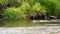 The rapid flow of a small Northern river stream with bubbles near the grassy shore in the taiga