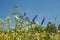 Rapid flowering of variety motley wild grasses