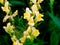 Rapid flowering of variety wild motley grasses on the edge of th