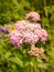 Rapid flowering of variety wild motley grasses on the edge of th