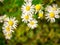 Rapid flowering of variety wild motley grasses on the edge of th