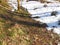 Rapid forest creek in spring with last snow.