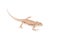 The rapid fringe-toed lizard on white