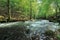 Rapid river in the ancient beech forest