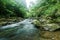 A rapid stream flowing through a mysterious forest of lush greenery