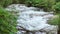 Rapid Summer Flow of the Forest River