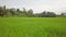 Rapid surveying of green field of tall grass in rural areas, wildlife concept