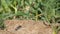 Rapid take-off of the Northern dune tiger beetle Cicindela hybrida, slow motion