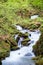 Rapid water stream in the forest