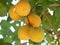 RApricots ipe yellow appetizing apricot berries on a branch