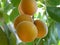 RApricots ipe yellow appetizing apricot berries on a branch